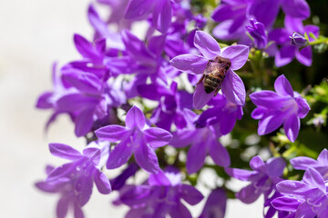 Obraz premium campanule ape