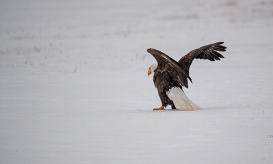 American bald eagle on snow