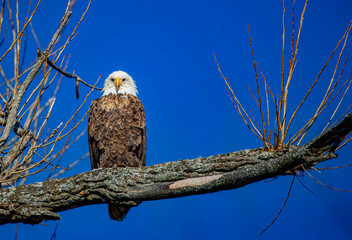 Majestic American bald eagle perched