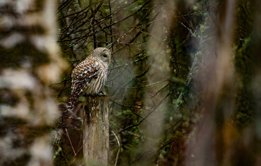 Barred owl hunting in forest