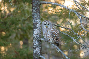 Barred owl hunting in forest