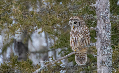 Barred owl hunting in forest