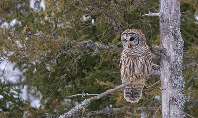 Barred owl hunting in forest