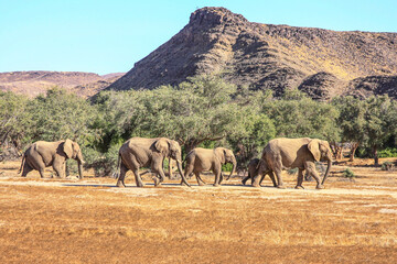 A small breeding family group of Desert Adapted Elephants wandering across the Damaraland desert in...