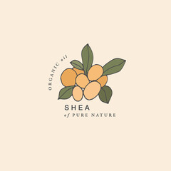 Vector illustration shea branch - vintage engraved style. Logo composition in retro botanical style.