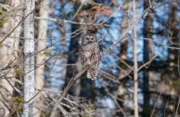 Barred owl hunting in forest
