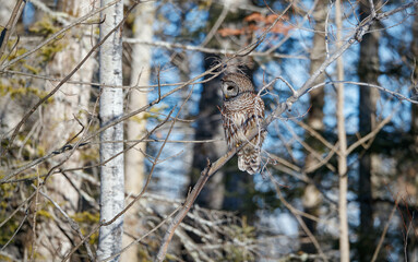 Barred owl hunting in forest