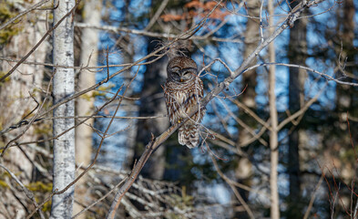 Barred owl hunting in forest