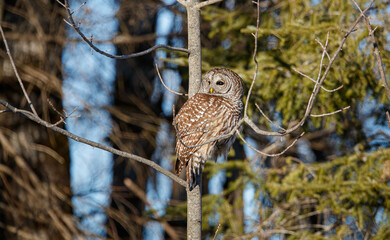 Barred owl hunting in forest
