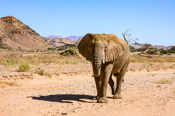 A solitary bull Desert Adapted Elephant found wandering in the Namibian desert.