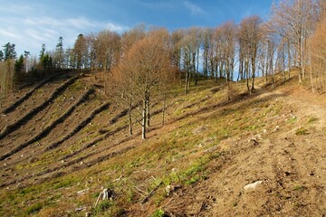 Obraz premium Cut down the slope after bark beetle infestation. Rajnochovice. Hostyn hills. East Moravia. Europe. 