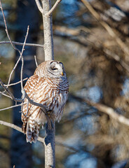 Barred owl hunting in forest