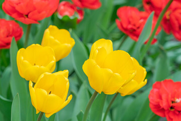 yellow tulips on a background of red tulips