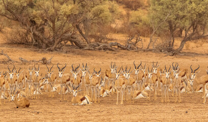 Springbok herd sitting in the rain in the Kgalagadi