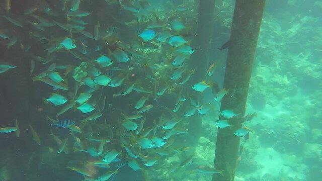 Slow motion video of coral fish, snorkeling, freedifing, diving in Egypt on the beach. Underwater world of the Red Sea. Fish in the Red Sea Egypt.  Coral reef. 50 fps 4 K. Underwater landscape.
