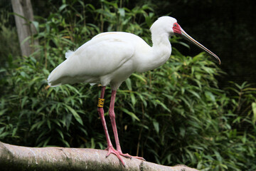A view of a Spoonbill