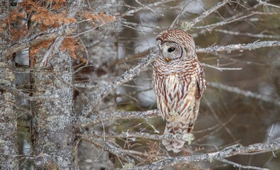 Barred owl hunting in forest