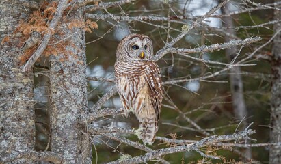 Barred owl hunting in forest
