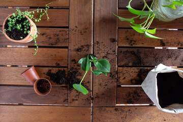 Zenital view of a baby plant, ready to be transplanted, on a wooden table