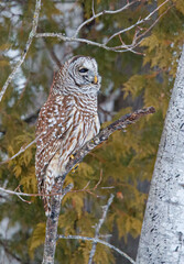 Barred owl hunting in forest