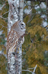 Barred owl hunting in forest