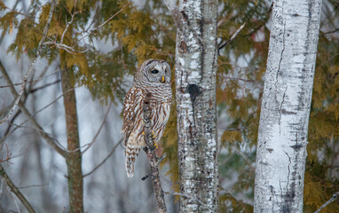 Barred owl hunting in forest