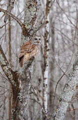 Barred owl hunting in forest