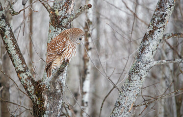 Barred owl hunting in forest
