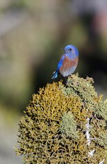 Western blue bird in evergreen tree