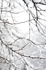 Fototapeta na wymiar Creative artistic abstract background of frozen winter forest snowy tree