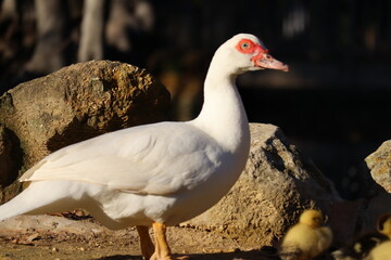 DUCK