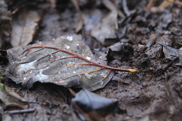 Decay