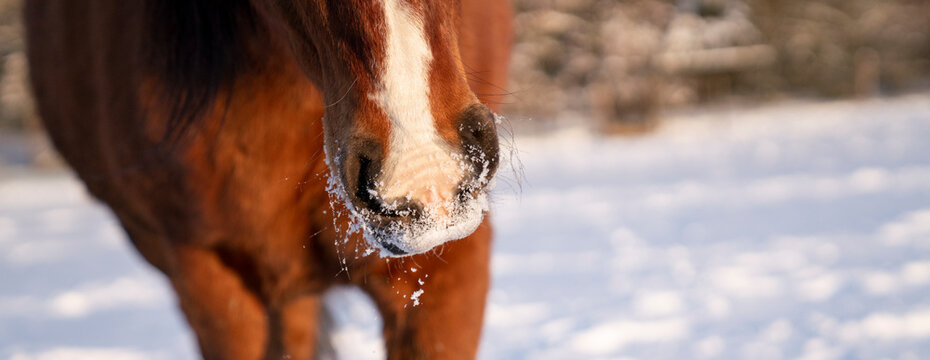 Lusitano Mare Eating Snow