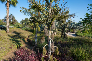 A large bouquet of flowers and fruits of the caryote palm, also called a fishtail