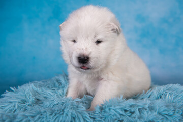 White fluffy small Samoyed puppy dog is sitting on blue