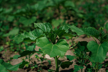 Little sunflower sprouts in a field on a sunny day. A green sunflower stalk growing in the field.