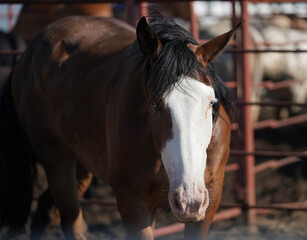 Rodeo Stock Bald Faced Bucking Horse