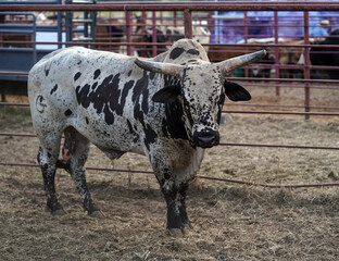 Rodeo Bucking Bull 