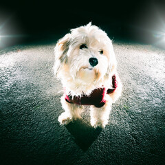 Bolonka Zwetna Kleinhund modern