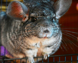 Chinchilla