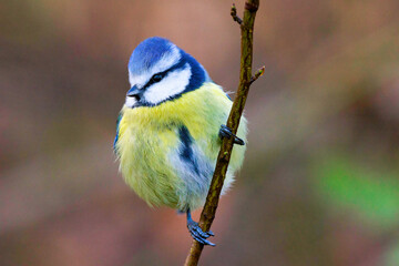 Blaumeise (Parus caeruleus)