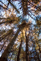 Fototapeta premium Upward Forest View