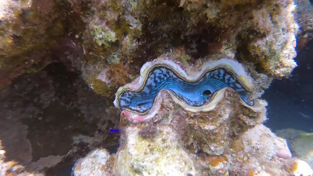 Slow motion video of coral fish, snorkeling, freedifing, diving in Egypt on the beach. Underwater world of the Red Sea. Fish in the Red Sea Egypt.  Coral reef. 50 fps 4 K. Underwater landscape.