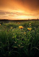 Sunset over prairie flowers