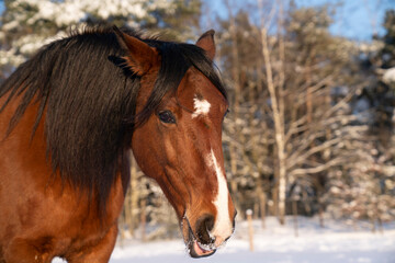 Obraz premium Brown Lusitano mare in the snow winter landscape