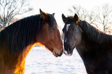 Horse friends touching noses in the snow