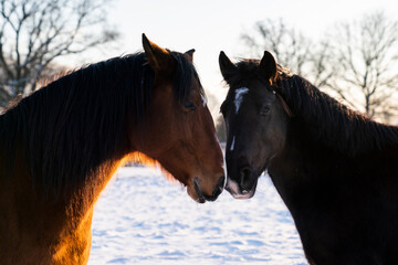 Horses in a Paddock paradise © PIC by Femke