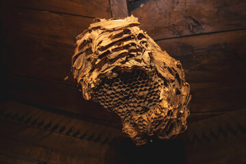 A large hornet's nest. You can see empty cells of wasp insects. The nest is hangs in the interor of...