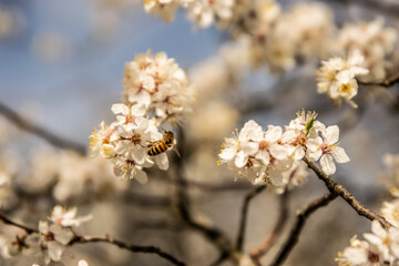 Blooming tree and bees