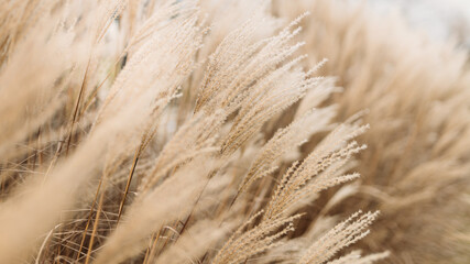 Abstract natural background of soft plants Cortaderia selloana. Pampas grass on a blurry bokeh, Dry reeds boho style. Fluffy stems of tall grass in winter - obrazy, fototapety, plakaty